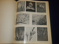 1955 SOUTH AFRICAN FLOWERS FOR GARDENS BOOK BY SIMA ELIOVSON - PHOTOS - KD 3100