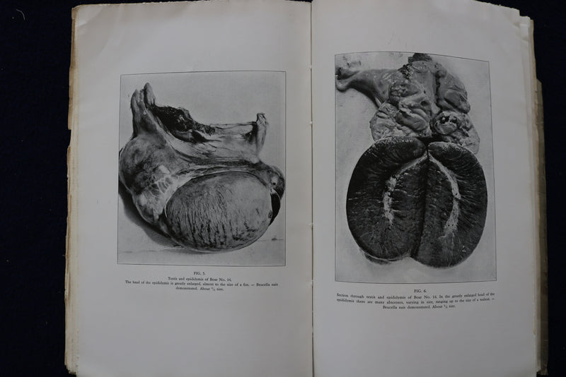 1934 BRUCELLA INFECTION IN SWINE SOFTCOVER BOOK BY AXEL THOMSEN -SIGNED - K 1462
