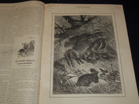 1886-1889 LA CHASSE ILLUSTREE FRENCH HUNTING MAGAZINE LOT OF 23 ISSUES - NP 5349