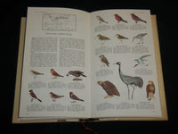 1973 BOOK OF BRITISH BIRDS HARDCOVER BOOK - NICE COLOR ILLUSTRATIONS - KD 7037