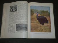 1917 BIRDS OF OTHER LANDS NATURE LOVERS LIBRARY - GREAT ILLUSTRATIONS - KD 32