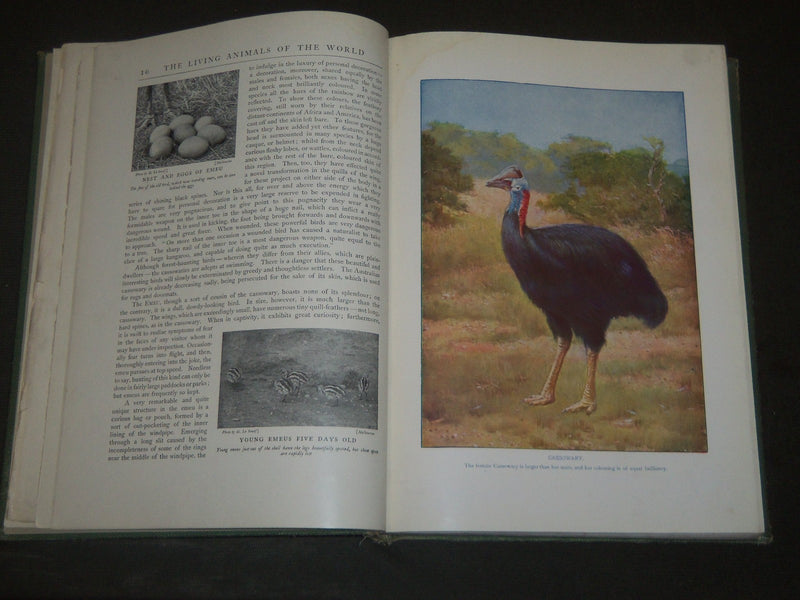 1917 BIRDS OF OTHER LANDS NATURE LOVERS LIBRARY - GREAT ILLUSTRATIONS - KD 32