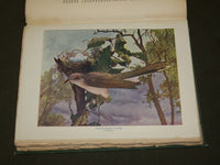 1903 BIRD NEIGHBORS HARDCOVER BOOK BY NELTJE BLANCHAN - NICE PLATES - KD 6254