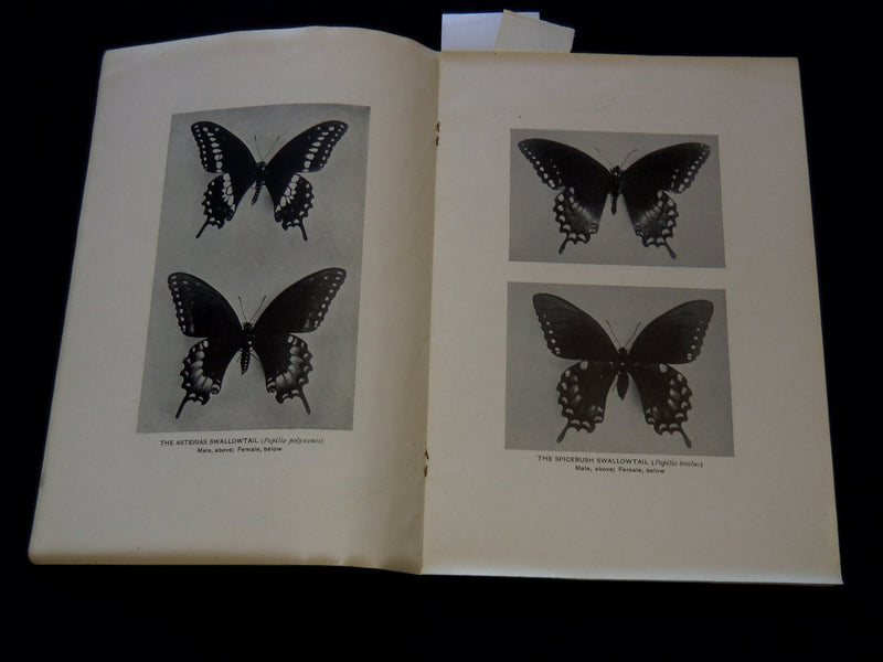 1914 OUR COMMON BUTTERFLIES BOOK BY FRANK E. LUTZ - LEAFLET NO. 38 - J 7301