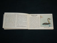 1931 THE RED BOOK OF BIRDS OF AMERICA SOFTCOVER BOOK BY ASHBROOK - J 6856