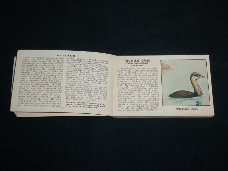 1931 THE RED BOOK OF BIRDS OF AMERICA SOFTCOVER BOOK BY ASHBROOK - J 6856