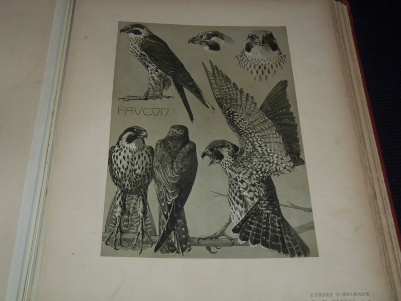 1911 ETUDES D'ANIMAUX FRENCH VOLUME BY M. MEHEUT - 50 ANIMAL PLATES - Z 277