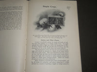 1907 FOOD FOR PLANTS EDITED BY WILLIAM S. MYERS SOFTCOVER BOOK - J 2529