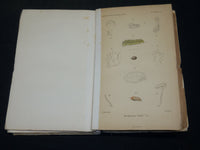 1891-1911 ANNALES SOCIETE ENTOMOLOGIQUE DE FRANCE ET BELGIQUE HUGE LOT - WR 140