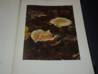 1954 WOODLAND PORTRAITS VOLUME BY JEANNETTE KLUTE - KODAK - 50 PLATES - KD 6247B
