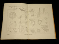 1894-1904 ZOOLOGISCHE JAHRBUCHER FUR ANATOMIE UND ONTOGENIE LOT OF 39 - WR 1112
