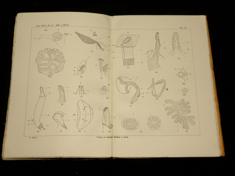 1894-1904 ZOOLOGISCHE JAHRBUCHER FUR ANATOMIE UND ONTOGENIE LOT OF 39 - WR 1112