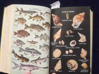 1959 COMPLETE FIELD GUIDE TO AMERICAN WILDLIFE HARDCOVER BOOK - KD 8682