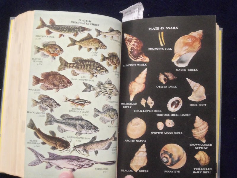 1959 COMPLETE FIELD GUIDE TO AMERICAN WILDLIFE HARDCOVER BOOK - KD 8682