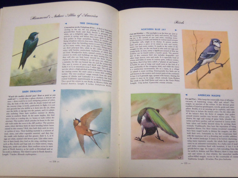 1952 HAMMOND'S NATURE ATLAS OF AMERICA BY E. L. JORDAN W/ 320 PAINTINGS - KD 105