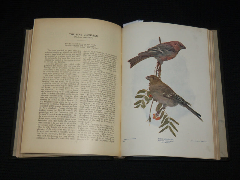 1901 BIRDS AND NATURE IN NATURAL COLORS VOLUME 10 BY WILLIAM HIGLEY - KD 7512