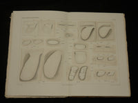 1894-1904 ZOOLOGISCHE JAHRBUCHER FUR ANATOMIE UND ONTOGENIE LOT OF 39 - WR 1112