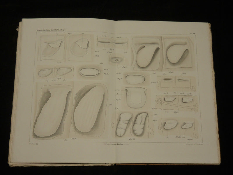 1894-1904 ZOOLOGISCHE JAHRBUCHER FUR ANATOMIE UND ONTOGENIE LOT OF 39 - WR 1112