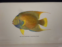 1950 GUIDE TO THE JOHN G. SHEDD AQUARIUM BOOK BY WALTER H. CHUTE - KD 2978