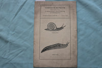 1929 CARNEGIE MUSEUM - INVERTEBRATE ZOOLOGY LEAFLET - SOFTCOVER - K 2506