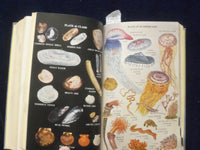 1959 COMPLETE FIELD GUIDE TO AMERICAN WILDLIFE HARDCOVER BOOK - KD 8682