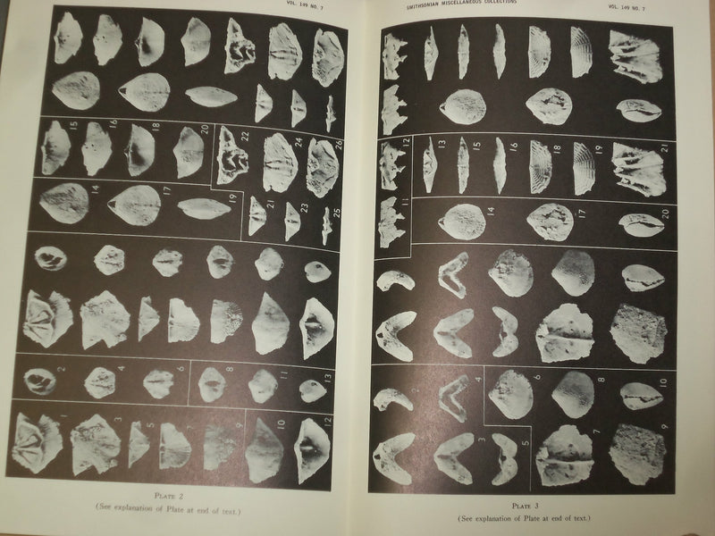 1951 & 1966 SILICIFIED ORDOVICIAN & JURASSIC BRACHIOPOD - LOT OF 2 - J 4959