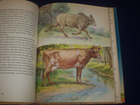 1947 FRIENDLY ANIMALS BOOK BY KARL SCHMIDT - GREAT ILLUSTRATIONS - KD 3162