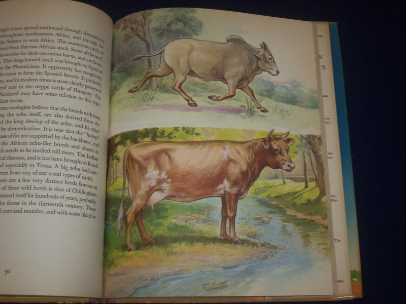 1947 FRIENDLY ANIMALS BOOK BY KARL SCHMIDT - GREAT ILLUSTRATIONS - KD 3162