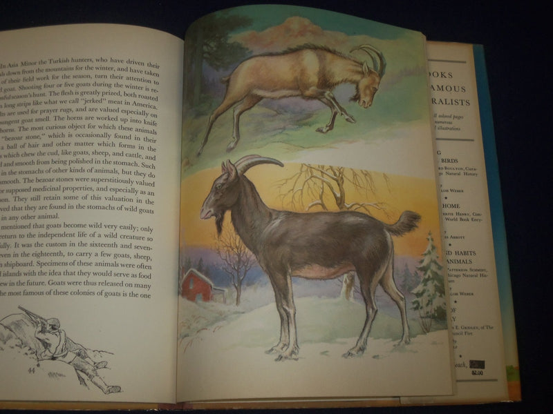 1947 FRIENDLY ANIMALS BOOK BY KARL SCHMIDT - GREAT ILLUSTRATIONS - KD 3162