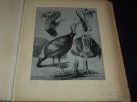 1911 ETUDES D'ANIMAUX FRENCH VOLUME BY M. MEHEUT - 50 ANIMAL PLATES - Z 277