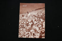 1966 SPRING PICTORIAL CALIFORNIA MAGAZINE - PEACH BLOSSOMS COVER - E 11103
