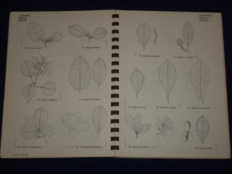1961 TREES SHRUBS & VINES BOOK BY ARTHUR T. VIERTEL - ILLUSTRATIONS - KD 2501