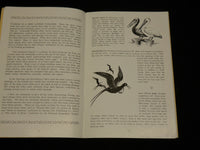 1945 BIRDS OF FLORIDA SOFTCOVER BOOK BY FRANCIS MYLY HALL - J 6563