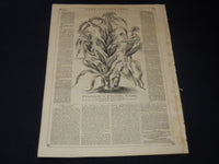1858 MARCH 13 LIFE ILLUSTRATED NEWSPAPER - PEABODY'S PROLIFIC CORN - NP 5895