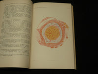 1894-1907 ARCHIV FUR AUGENHEILKUNDE KNAPP SCHWEIGGER VOLUME LOT OF 28 - R 372