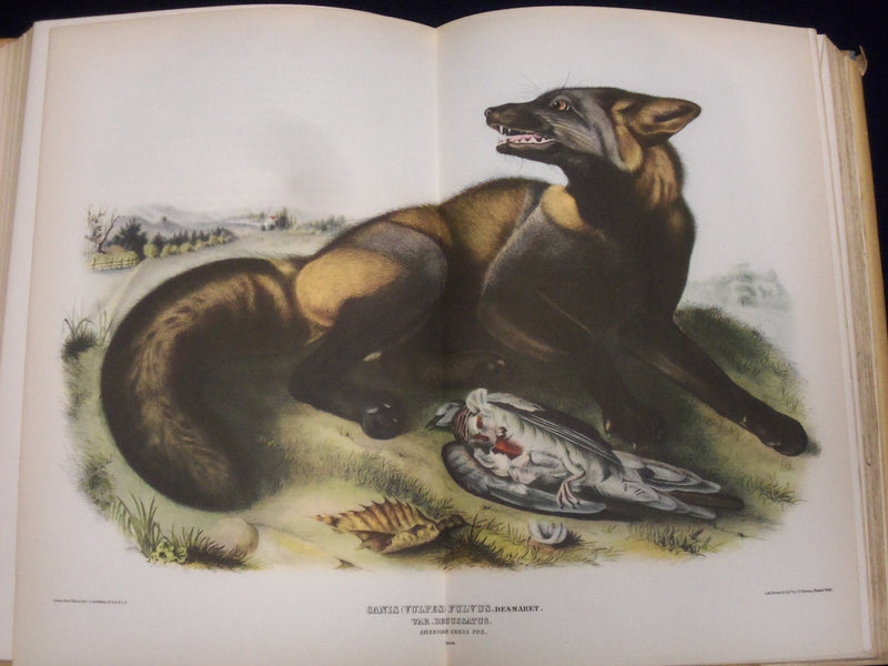 1940 AUDUBON'S AMERICA BOOK EDITED BY DONALD PEATTIE W/ ILLUSTRATIONS - KD 2990