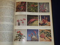 1955 SOUTH AFRICAN FLOWERS FOR GARDENS BOOK BY SIMA ELIOVSON - PHOTOS - KD 3100