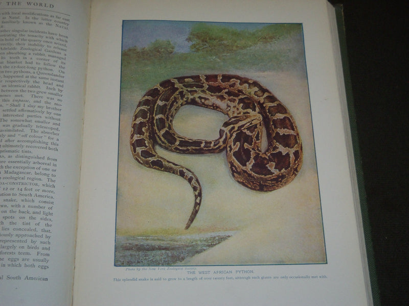 1917 BIRDS OF OTHER LANDS NATURE LOVERS LIBRARY - GREAT ILLUSTRATIONS - KD 32