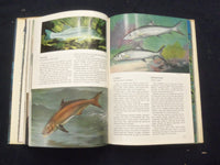1969 WONDEROUS WORLD OF FISHES HARDCOVER BOOK -NATIONAL GEOGRAPHIC SOC.- KD 8270