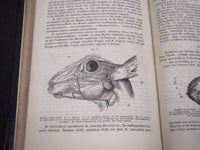 1868 DIE ANATOMIE DES KANINCHENS BY DR. W. KRAUSE GERAMN VOLUME - KD 39