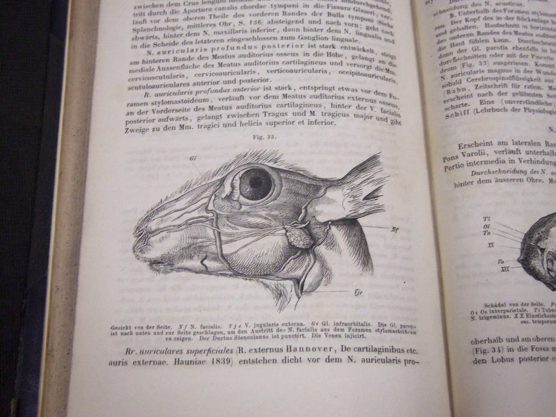 1868 DIE ANATOMIE DES KANINCHENS BY DR. W. KRAUSE GERAMN VOLUME - KD 39