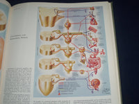 1964 CIBA COLLECTION OF MEDICAL ILLUSTRATIONS VOL NO. 1 - NERVOUS SYS. - KD 2343