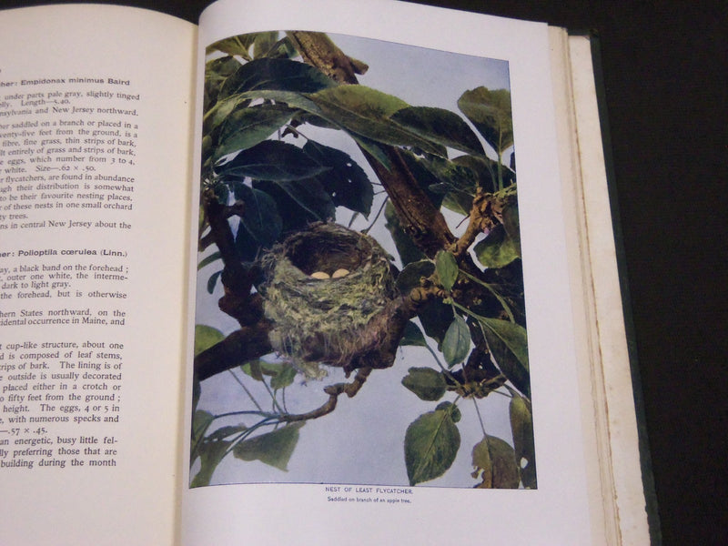1902 BIRD HOMES EGGS & BREEDING BY A. R. DUGMORE - GREAT ILLUSTRATIONS - KD 33