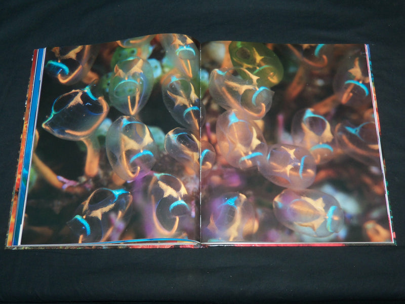 2008 DEEP BLUE UNDERWATER PHOTOGRAPHY OF YASUAKI KAGII HARDCOVER BOOK - R 707X