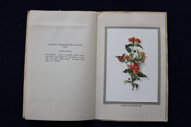 1930'S FLOWERS OF BERMUDA SOFTCOVER BOOK BY MAY MIDDLETON - K 1450
