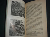 1912 THE ARTIFICIAL USE OF THE BROWN-TAIL FUNGUS OF MASSACHUSETTS- PLATES-J 4385