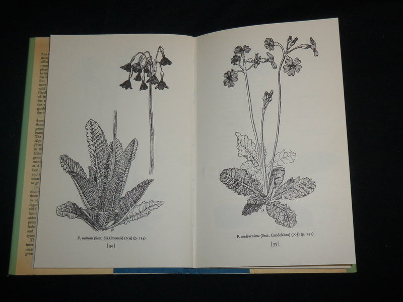1986 ASIATIC PRIMULAS HARDCOVER BOOK BY ROY GREEN - KD 7121