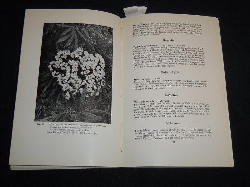 1940 TREES OF SANTA BARBARA DESCRIBED AND LOCATED BOOK BY RENSSELAER - J 8747