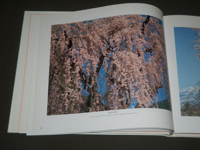 1987 CHERRY BLOSSOMS BY MAGOICHI KUSHIDA HARDCOVER BOOK - I 1144