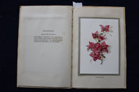 1930'S FLOWERS OF BERMUDA SOFTCOVER BOOK BY MAY MIDDLETON - K 1450